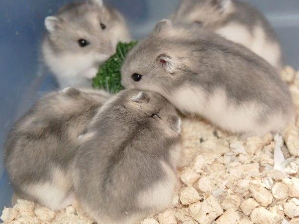 Породы хомяков | ЗооТом - продажа, вязка и услуги для животных в Кувшиново
