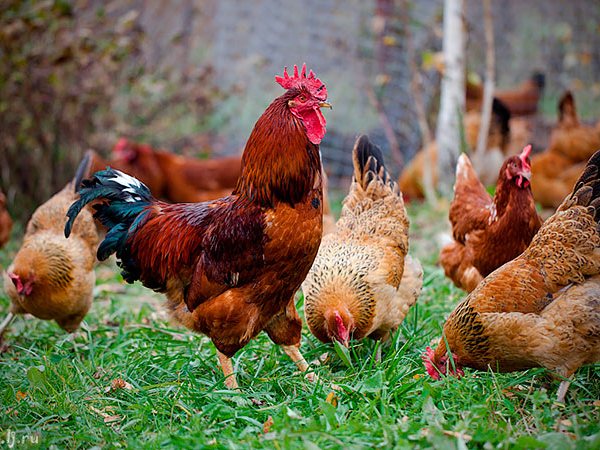 Породы куриц | ЗооТом - продажа, вязка и услуги для животных в Кувшиново