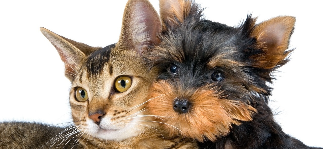 Доска объявлений о животных | ЗооТом - продажа, вязка и услуги для животных в Кувшиново