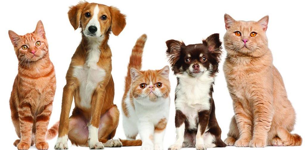 Доска объявлений о животных | ЗооТом - продажа, вязка и услуги для животных в Кувшиново