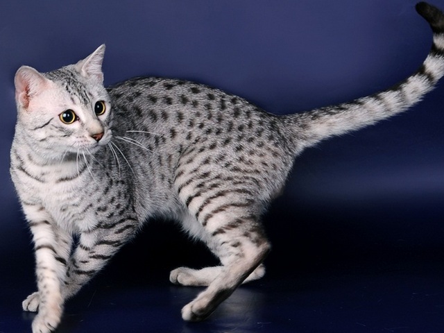 Породы кошек в Кувшиново | ЗооТом портал о животных