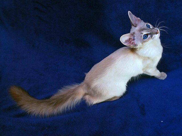 Выведенные породы кошек в Кувшиново | ЗооТом портал о животных