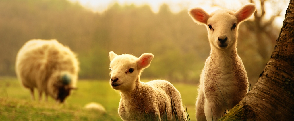 Объявления о сельскохозяйственных животных | ЗооТом - продажа, вязка и услуги для животных в Кувшиново