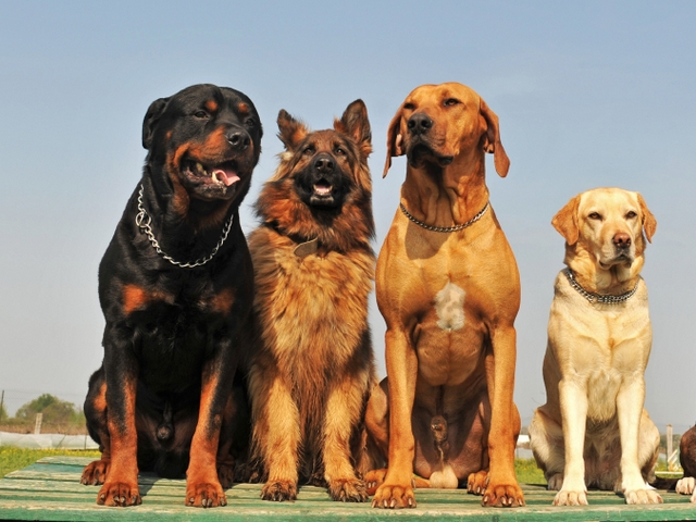 Крупные породы собак в Кувшиново | ЗооТом портал о животных