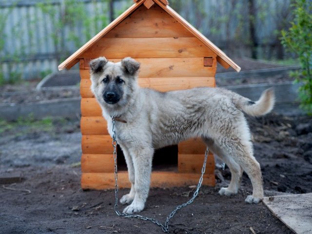 Все о собаках в Кувшиново Все о собаках в Кувшиново